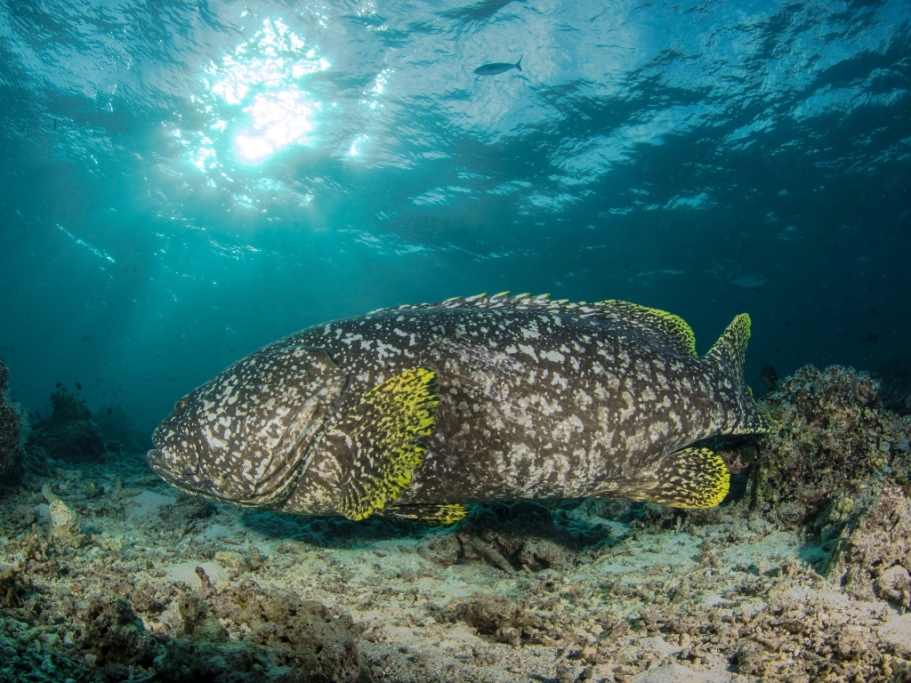 giant groupers in redang island