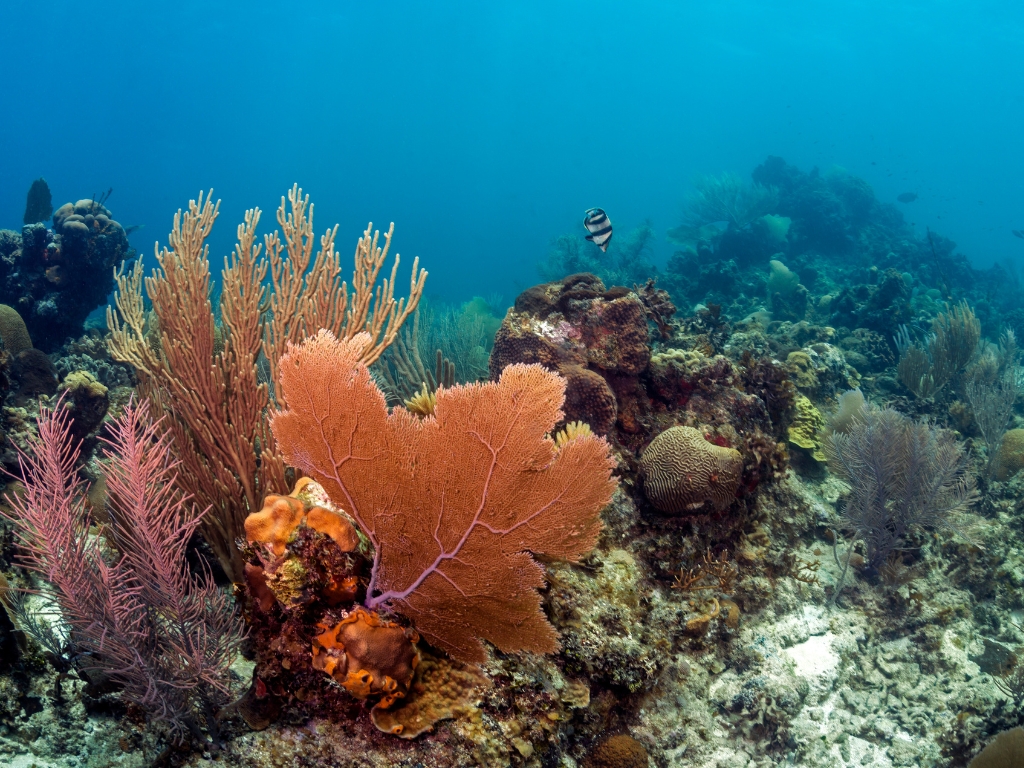 coral in tioman island