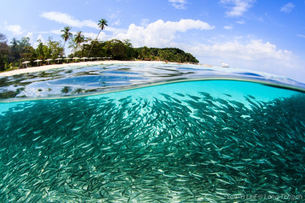 snorkeling in lang tengah island