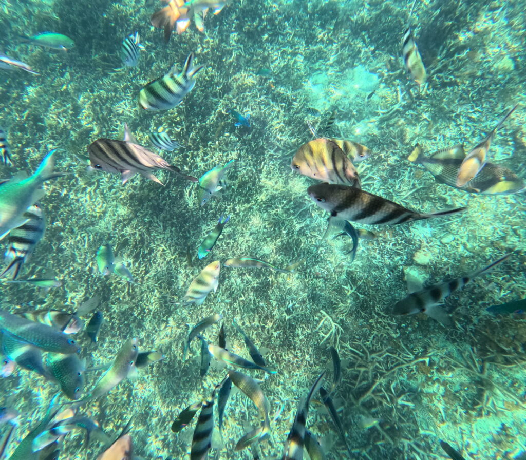 fishes at perhentian island